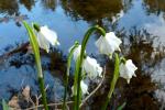 Frühlingsknotenblume-am-Bach-von-Monika-Germ